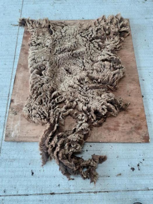 2020 North Ronaldsay Fleece