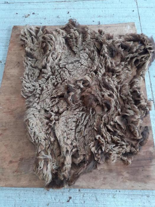 2020 North Ronaldsay Fleece