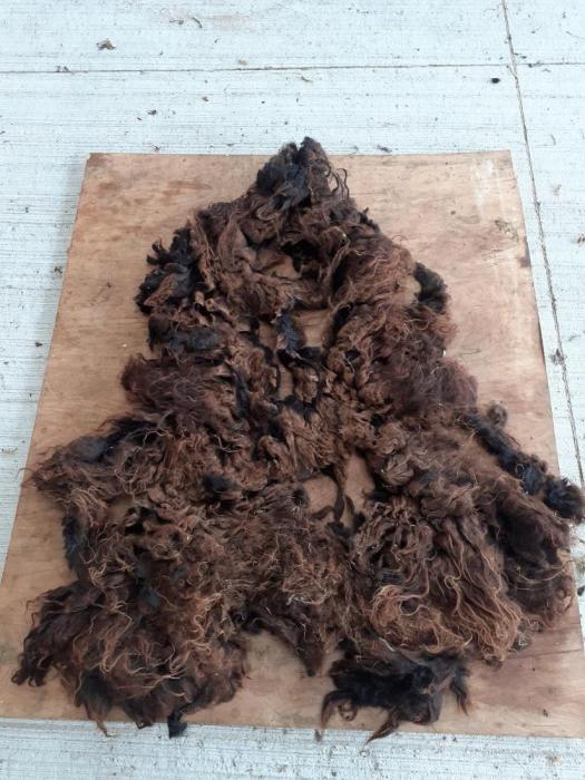 2020 North Ronaldsay Fleece