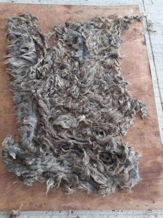 2020 North Ronaldsay Shearling Fleece