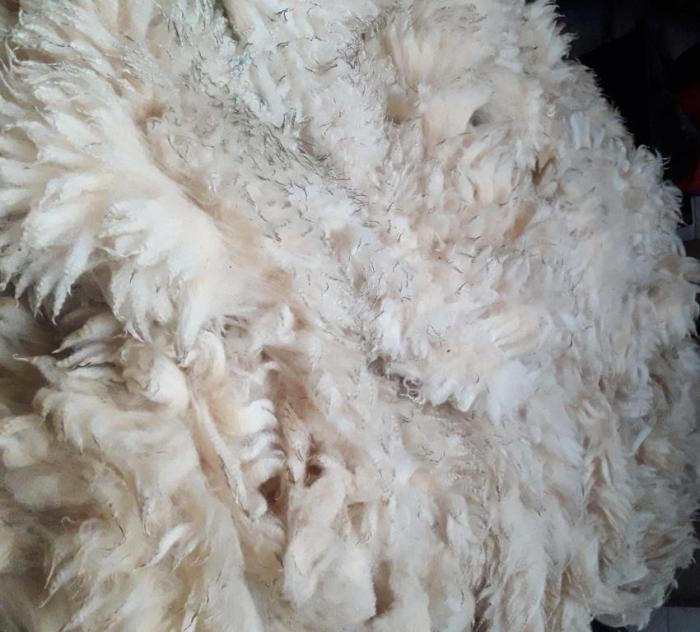 2021 Llanwenog Shearling Fleece