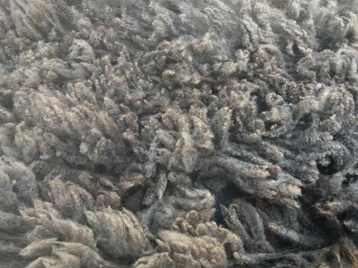 2021 Shetland Fleece from Maisie