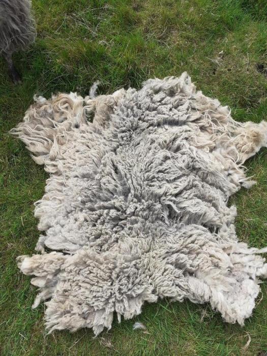 2021 North Ronaldsay Fleece