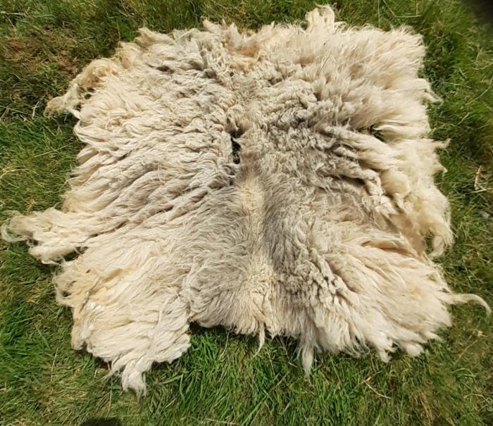 2021 North Ronaldsay Fleece