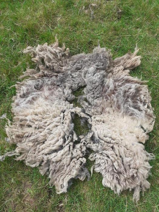 2021 North Ronaldsay Fleece