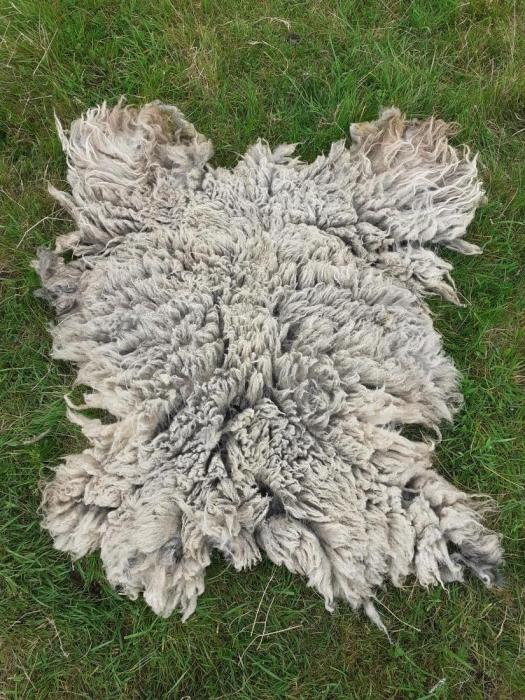 2021 North Ronaldsay Fleece