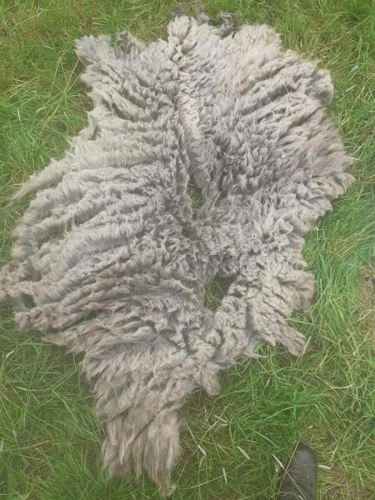 2021 North Ronaldsay Fleece