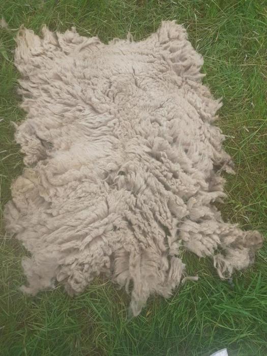 2021 North Ronaldsay Fleece