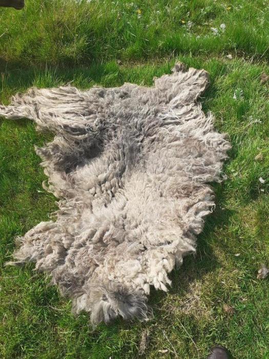 2021 North Ronaldsay Fleece