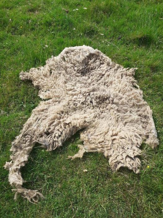 2021 North Ronaldsay Fleece