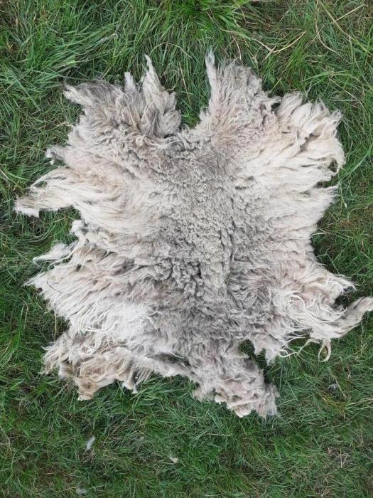 2021 North Ronaldsay Fleece