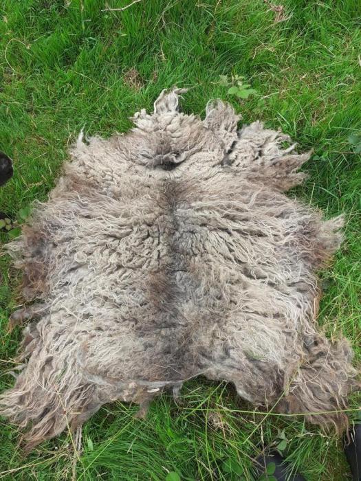 2021 North Ronaldsay Fleece