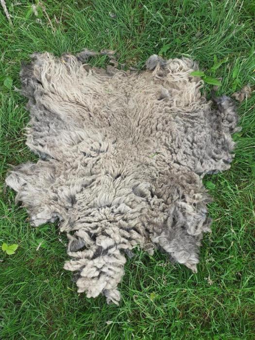 2021 North Ronaldsay Fleece