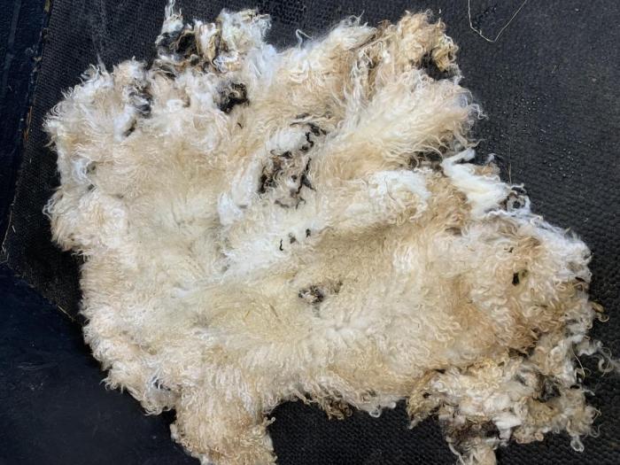 2023 Valais Blacknose Shearling Fleece from Cheshire Jacobella (Frilly) (Washed)