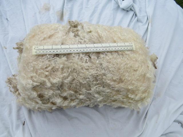 2024 Leicester Longwool Fleece from Enid