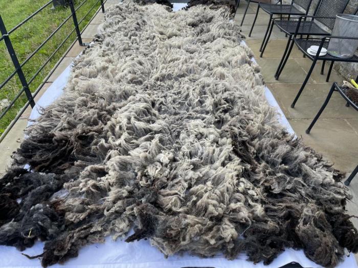 2024 Shetland Shearling Fleece