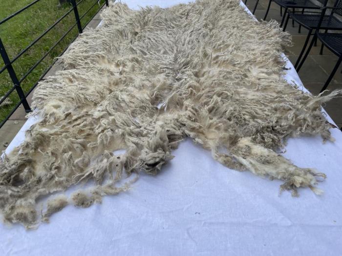 2024 North Ronaldsay Shearling Fleece