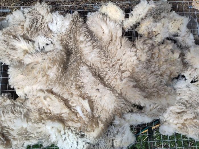 2024 Shetland Shearling Fleece from Agatha