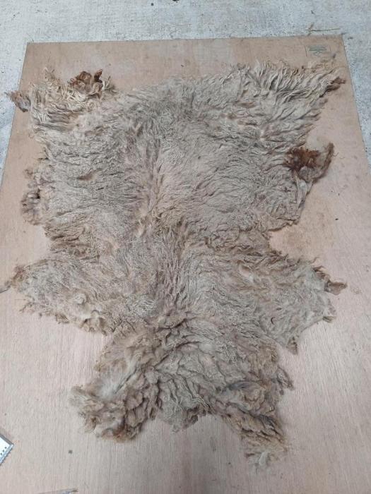 2024 North Ronaldsay Fleece