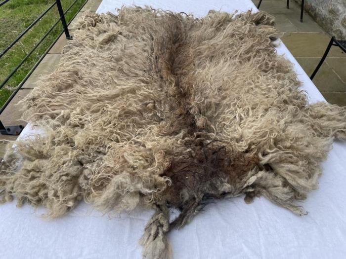 2024 North Ronaldsay Fleece from Madeleine