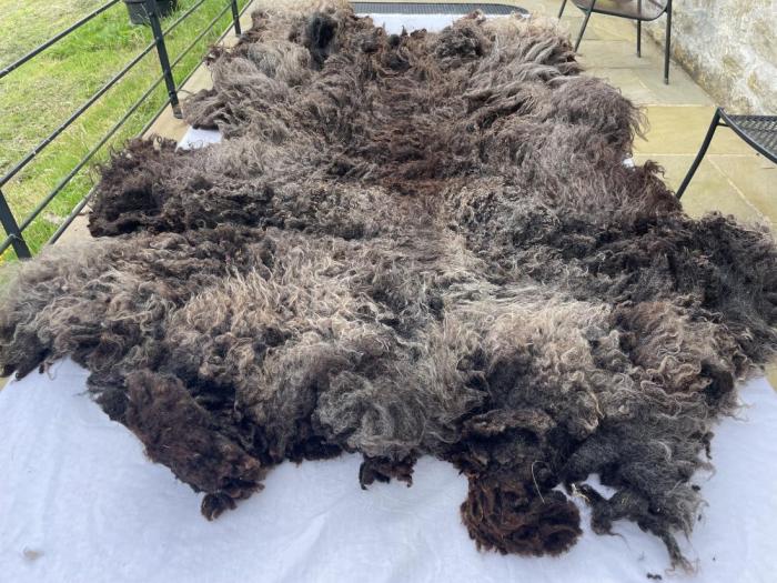 2024 Shetland Fleece from Peggy