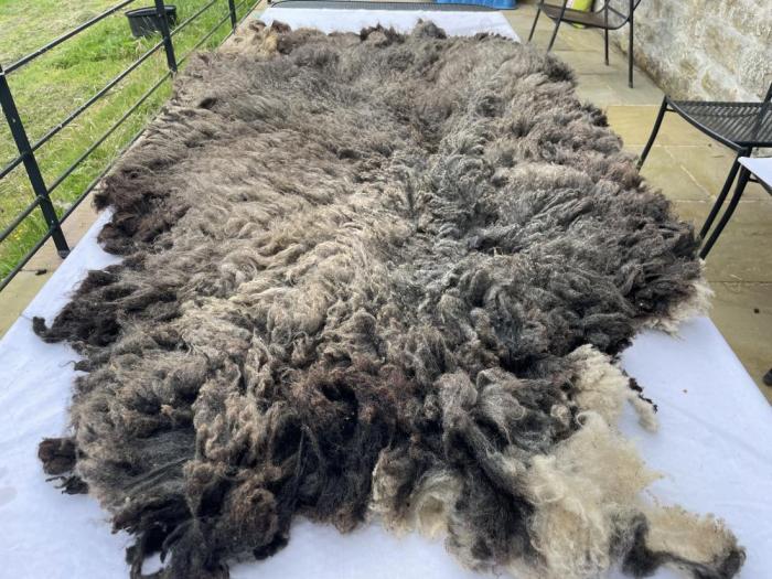 2024 Shetland Fleece from Myrtle