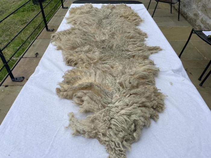 2024 Shetland Fleece from Anna