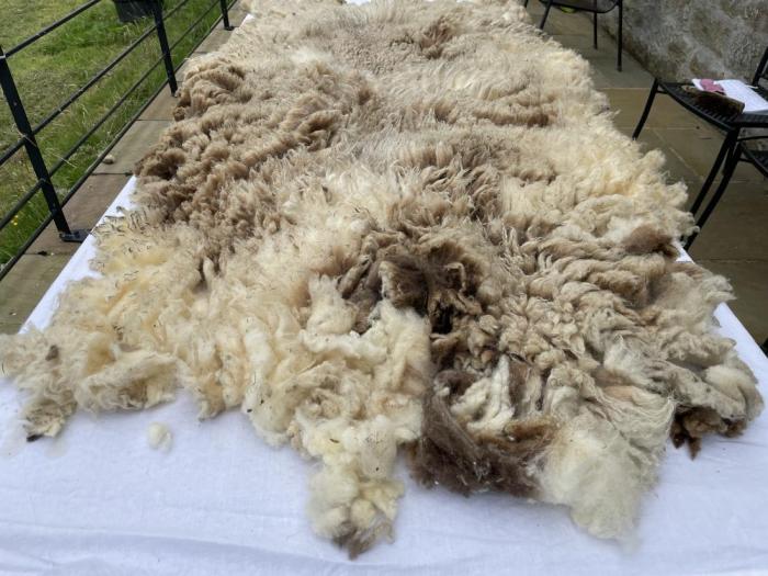 2024 Shetland Fleece from Winnie