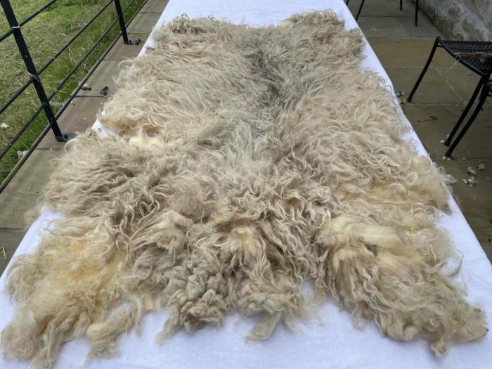 2024 North Ronaldsay Fleece from Kelly