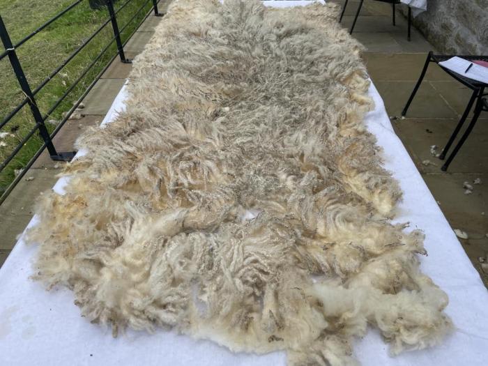 2024 Shetland Fleece from Daisy