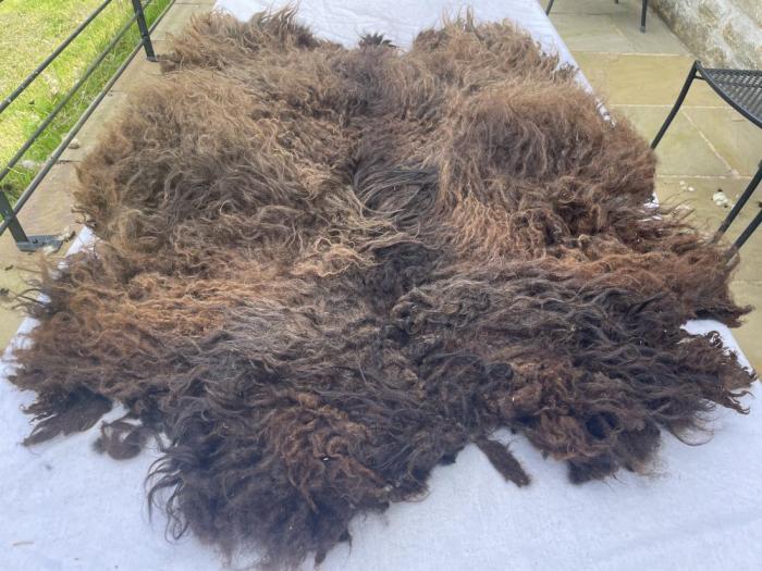 2024 North Ronaldsay Fleece from Florentine