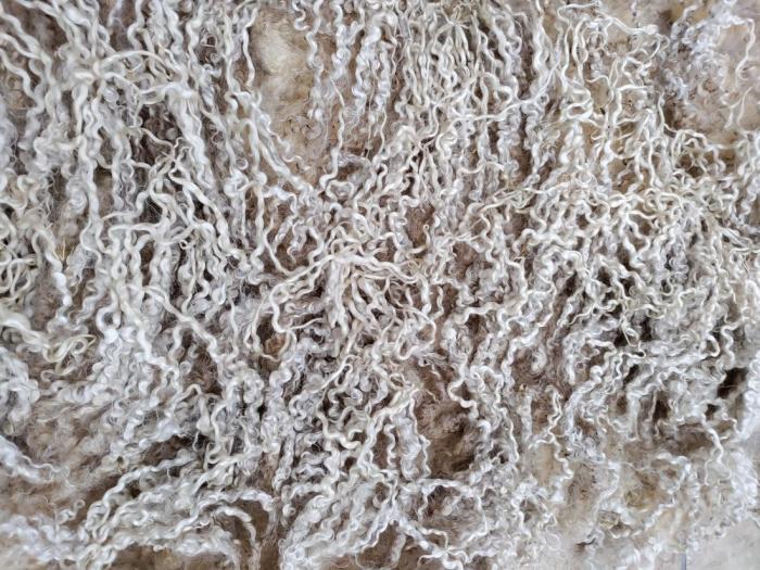 2024 Teeswater Shearling Fleece from Derwent Fleuretta