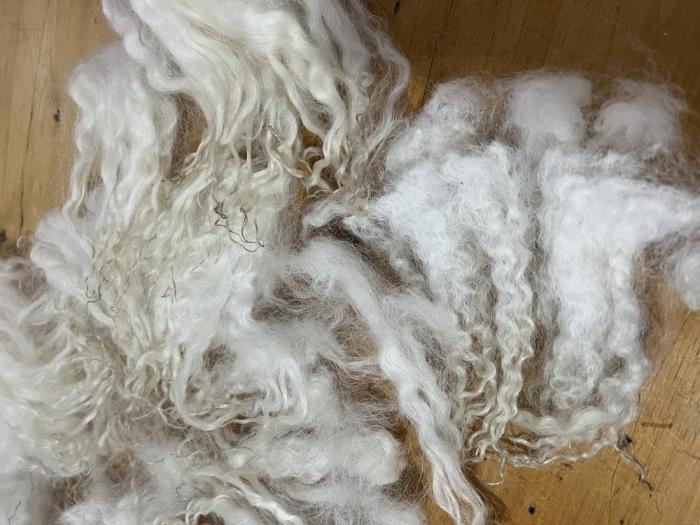 2024 Valais Blacknose Lamb's Fleece from Lottie