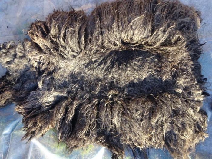 2024 Hebridean Fleece from Ewe