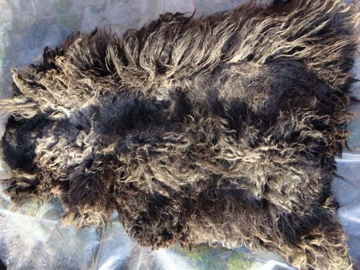 2024 Hebridean Fleece from Ewe 1