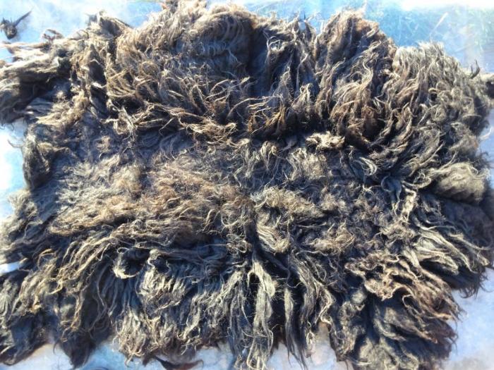 2024 Hebridean Fleece from Ewe 4